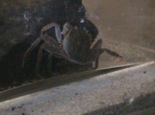krab čínský.JPG